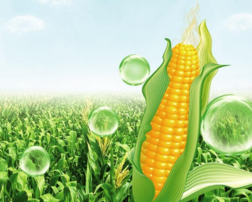 玉米油的选购知识:如何选择好的玉米油 玉米油的选购知识:如何选择好的玉米油