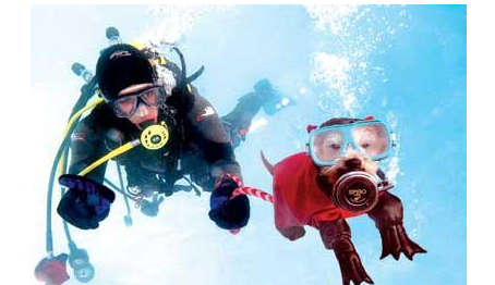 什么潜水呼吸器 与消防正压式空气呼吸器有什么区别 什么潜水呼吸器 与消防正压式空气呼吸器有什么区别