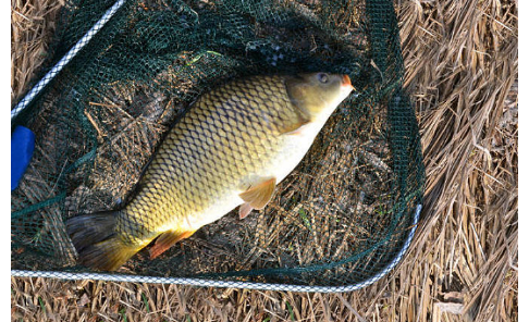 钓鲤鱼饵料配方分享,春钓巨好用 钓鲤鱼饵料配方分享,春钓巨好用
