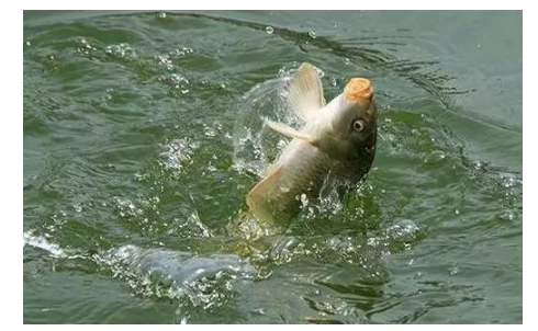 钓鲤鱼用什么饵料最好 怎么自制钓鲤鱼饵料 钓鲤鱼用什么饵料最好 怎么自制钓鲤鱼饵料