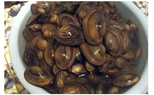 在自然水域怎么钓鲤鱼?在自然水域钓鲤鱼饵料的配方 在自然水域怎么钓鲤鱼?在自然水域钓鲤鱼饵料的配方