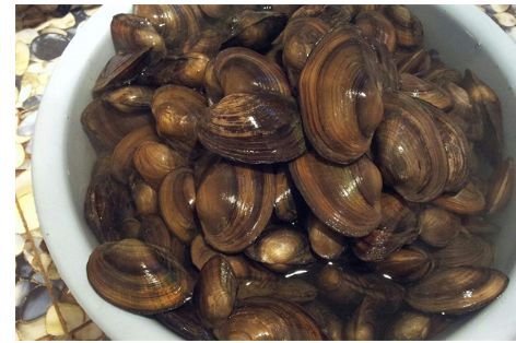 在自然水域怎么钓鲤鱼？在自然水域钓鲤鱼饵料的配方-3