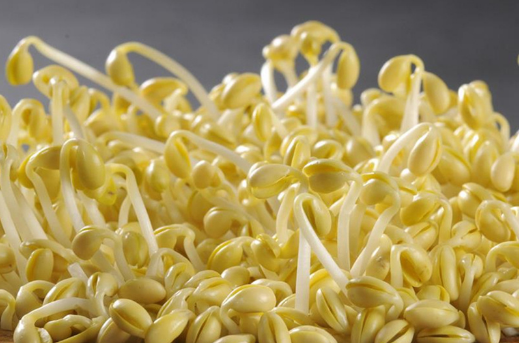 豆芽机的分类大全、常见故障维修以及日常维护小技巧 豆芽机的分类大全、常见故障维修以及日常维护小技巧