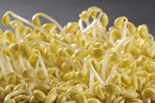 豆芽机的分类大全、常见故障维修以及日常维护小技巧-2
