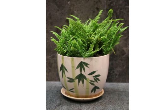 花盆该怎么分类以及选购？塑料花盆有毒吗-1