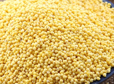 大黄米营养功效如何 大黄米和黄小米有什么区别 大黄米营养功效如何 大黄米和黄小米有什么区别