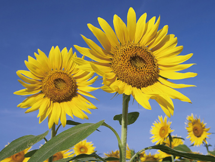 葵花籽油如何选购 葵花籽油食用注意 葵花籽油如何选购 葵花籽油食用注意