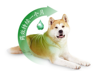 宠物狗驱虫秘籍 狗狗身上常见寄生虫及治疗
