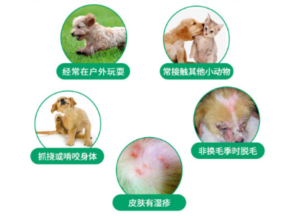 宠物狗驱虫秘籍 狗狗身上常见寄生虫及治疗