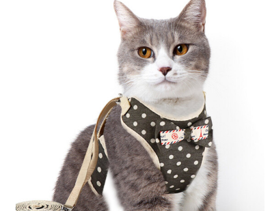 遛猫绳使用方法 教你自制遛猫绳 遛猫绳使用方法 教你自制遛猫绳