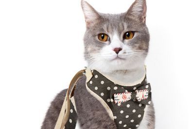 遛猫绳使用方法 教你自制遛猫绳-1
