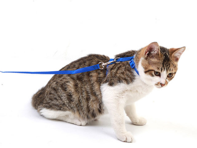 遛猫绳使用方法 教你自制遛猫绳