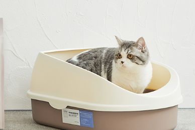猫砂盆如何挑选 猫砂盆摆放哪里合适-1