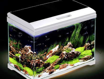 水族箱如何选购 水族箱造景的几种常见类型 水族箱如何选购 水族箱造景的几种常见类型