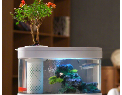 水族箱如何选购 水族箱造景的几种常见类型 水族箱如何选购 水族箱造景的几种常见类型