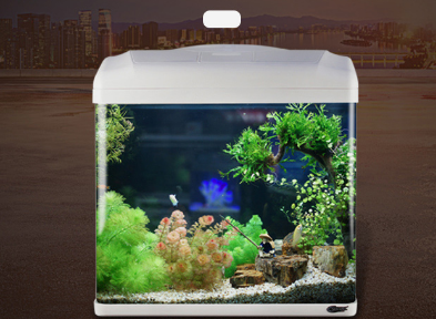 水族箱如何选购 水族箱造景的几种常见类型 水族箱如何选购 水族箱造景的几种常见类型