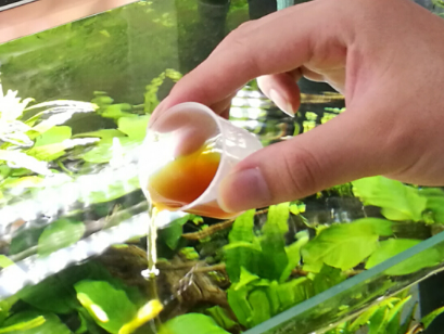 净水剂对鱼有伤害吗 如何正确使用净水剂 净水剂对鱼有伤害吗 如何正确使用净水剂