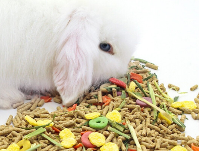 兔粮营养成分好吗 兔粮如何准备 兔粮营养成分好吗 兔粮如何准备