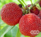 泉恋水果是什么牌子_泉恋水果品牌怎么样?